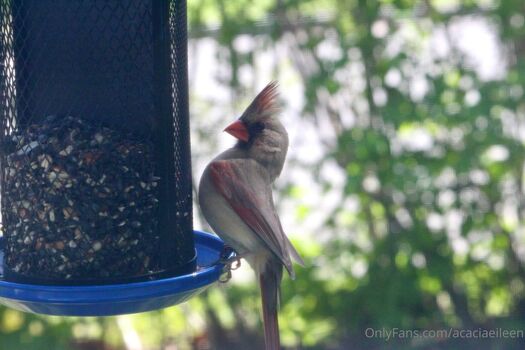 Full leaked Acacia eileen page private onlyfans photo