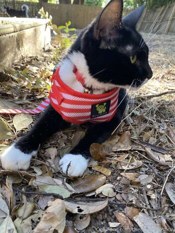 Full leaked Alex arabella page private onlyfans photo