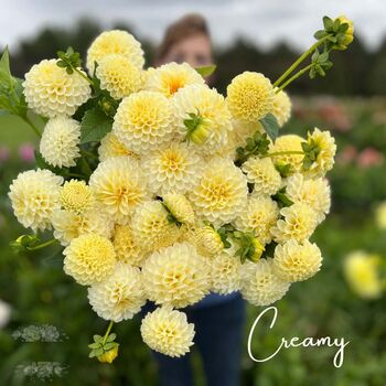 Full leaked Dahlia cream private photo