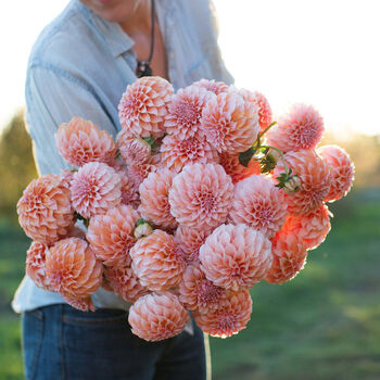 Full leaked Dahlia cream private photo
