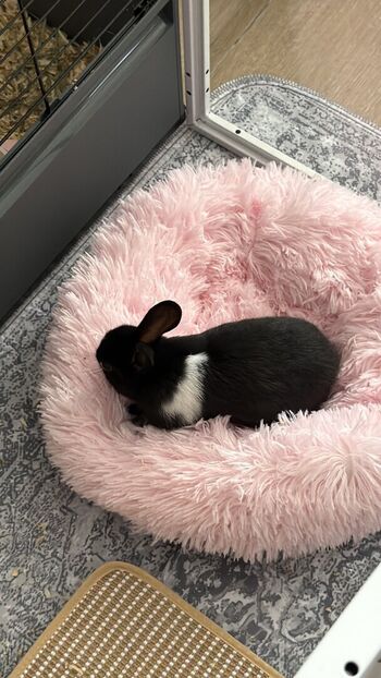 Full leaked Dahnikz private onlyfans photo