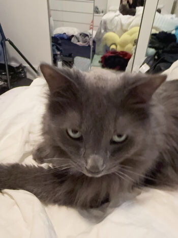 Full leaked Duckie cos  page private photo