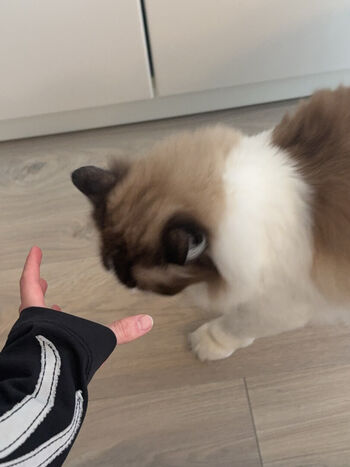 Full leaked Duckie cos page private photo
