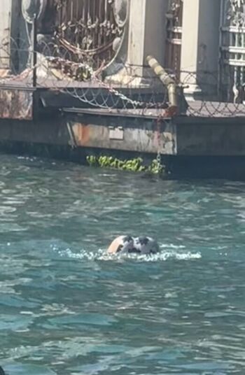 Full leaked Hazal bayazit private photo