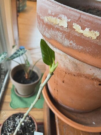 Full leaked Mickey page private onlyfans photo