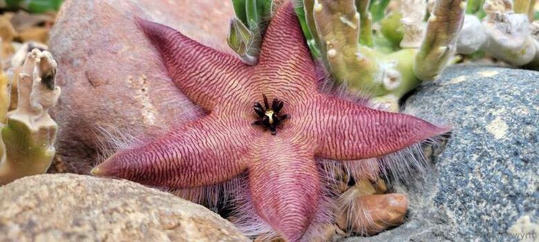 Full leaked Rainewyrm private onlyfans photo