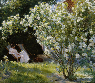 Rosebush