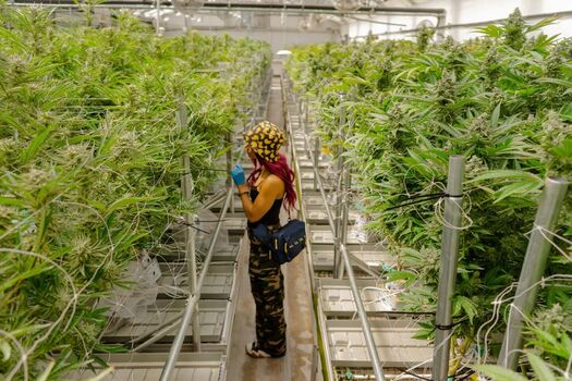 Full leaked Sasha banks page private onlyfans photo