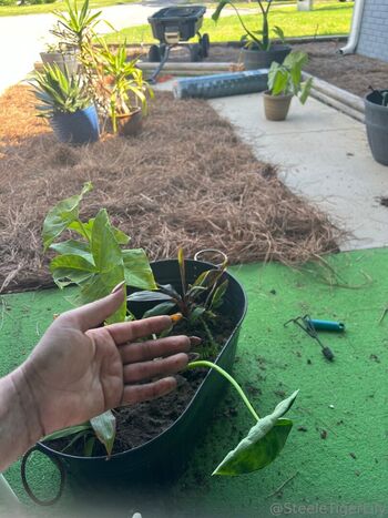 Full leaked Steeletigerlily private onlyfans photo