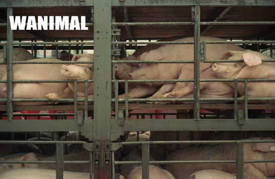 Full leaked Wanimal models private photo