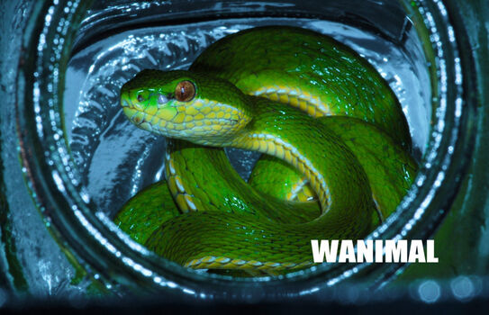 Full leaked Wanimal models private photo